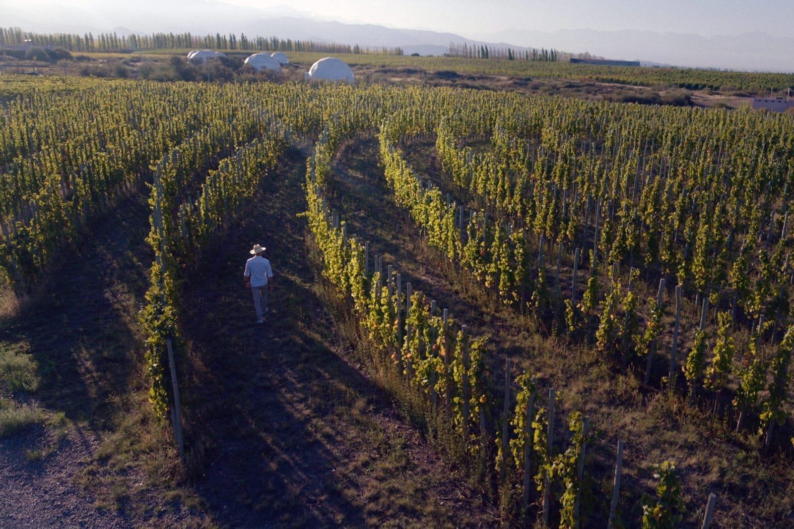 Mendoza High-End Wine Experience — Mendoza