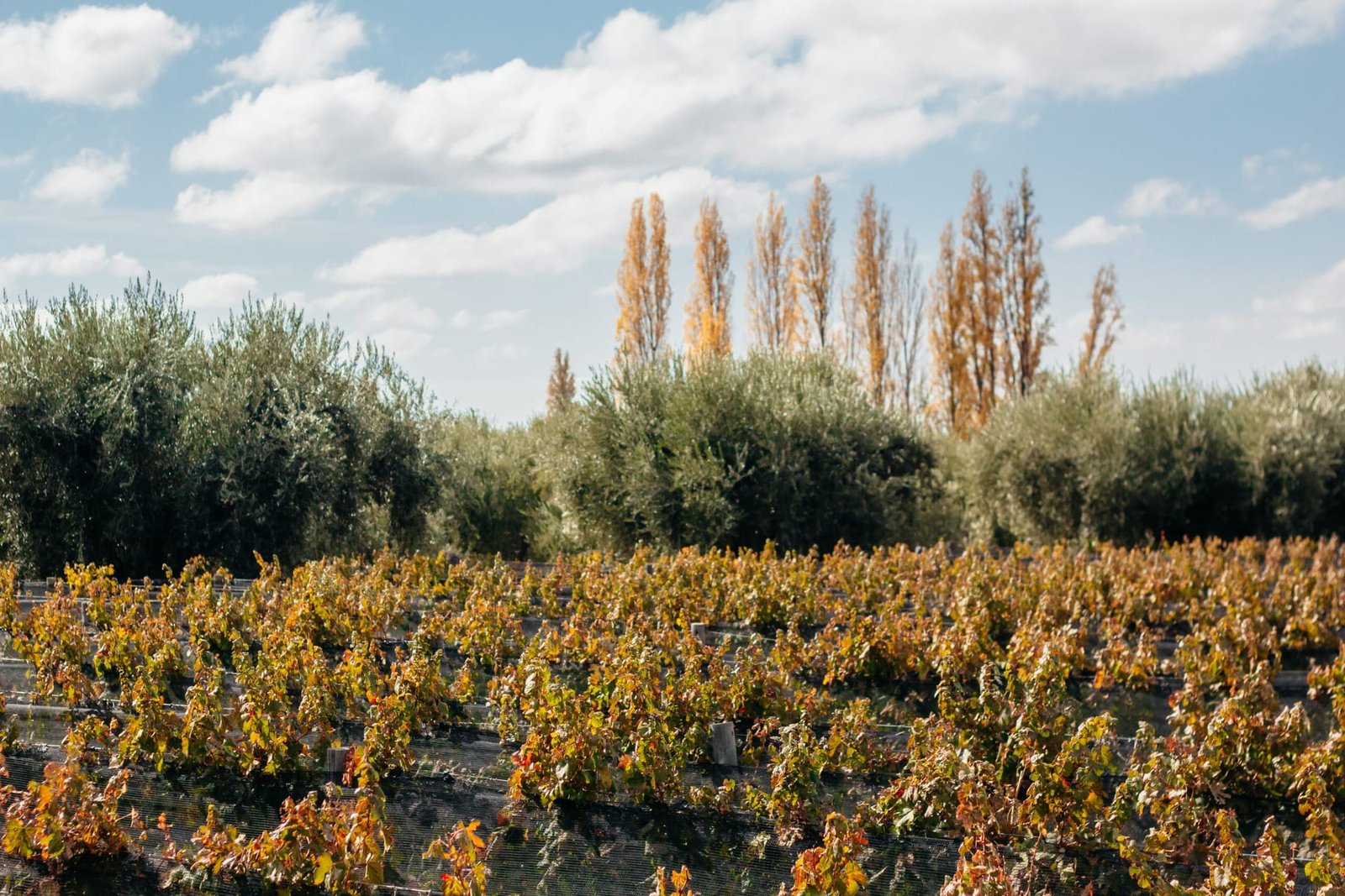 Valle de Uco en profundidad — Mendoza