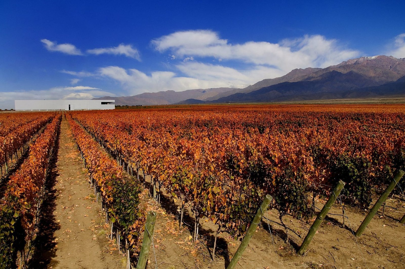 Clos de los Siete: Bodegas a tu Elección en Vista Flores