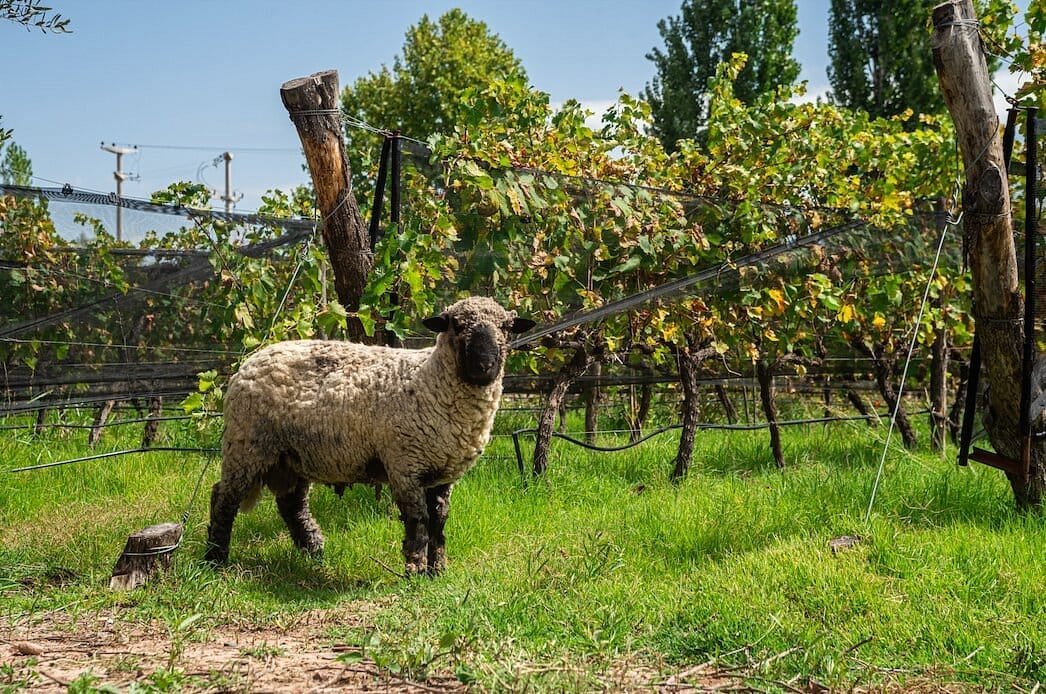 Ruta del Vino Natural: Alpamanta y Claroscuro