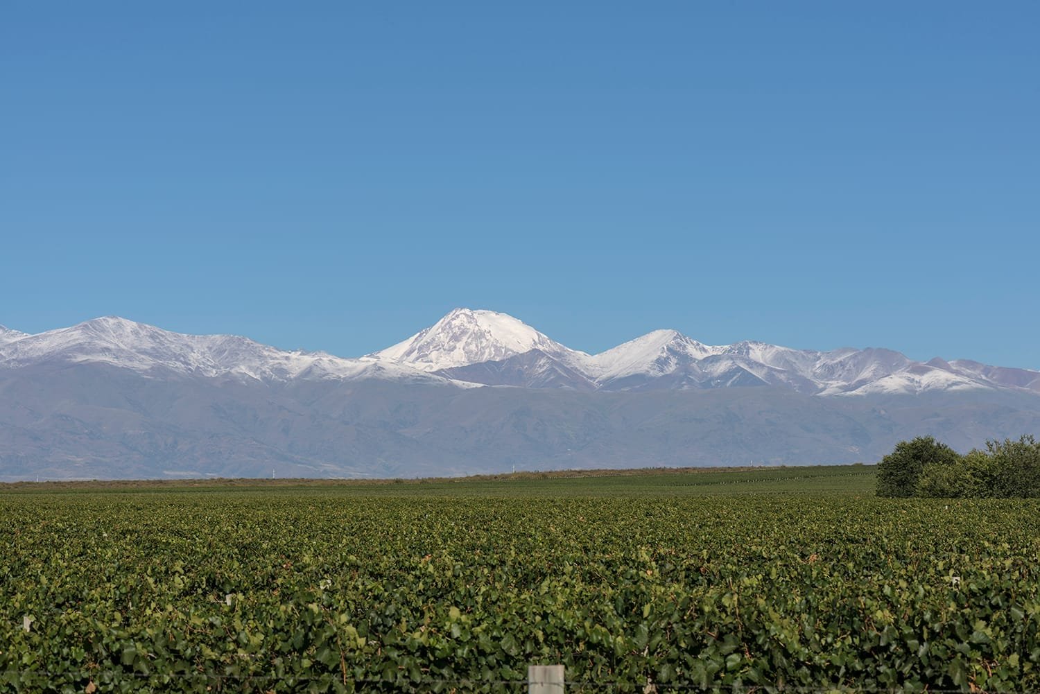 Andes and Terroir