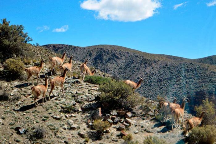Andes Truck 4×4: Aventura al Santuario del Cóndor en Villavicencio